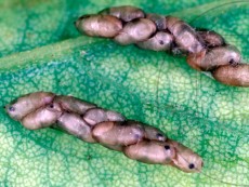 Obolodiplosis robiniae_личинки паразитированные